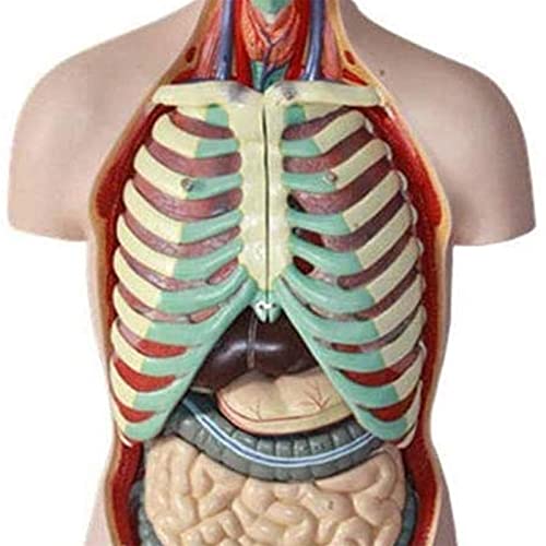 Buy DLPPPA Anatomy Model, Body Anatomy Model,Human Torso Anatomical