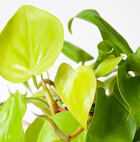 See full amazon price history chart for Greenwise Golden Heart Leaf Money Plant | Hanging plant (Golden Heart Leaf) Greenwise Golden Heart Leaf Money Plant | Hanging plant (Golden Heart Leaf) (B09FYB8BZB) Amazon Price History, Amazon Price Tracker