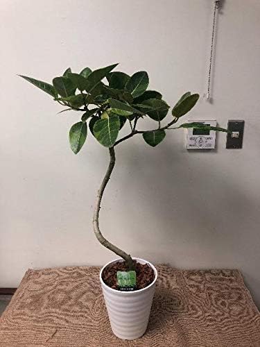 Amazon プランツネット Plants Net 観葉植物 フィカス アルテシーマ マガリ 7号 K プール ホットタブ 屋外サウナ Amazon プランツネット Plants Net 観葉植物 フィカス アルテシーマ マガリ 7号 K プール ホットタブ 屋外サウナ