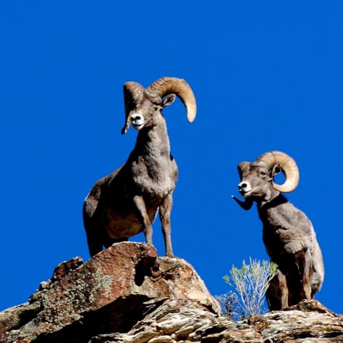Utah's conservation permit system explained
