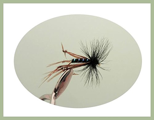 6 Pack of Black Hackled Hopper Trout Fishing Flies, Choice of Sizes (10/12)