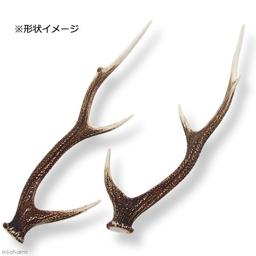 大幅値下げ！鹿の角オブジェ Amazon.co.jp: 国産 鹿の角 オブジェ Mサイズ 1本 インテリア 沖縄