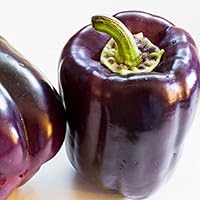 Variété précoce et fertile aux fruits violet foncé qui virent au rouge. Plantes à croissance dressée et de taille moyenne. Semer en pépinière en bac et repiquer à une distance de 50 x 60 cm.