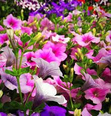 Petunia flower seeds hybrid sakata || Hybrid sakata seeds for petunia flower,High germination seeds pack of 40 + Multicolour Seeds