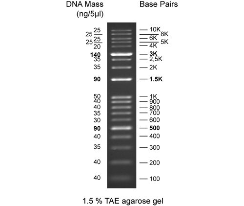 Gel - Discover DNA Ladder- 100-10-000bp - 86ug/500ul, PK