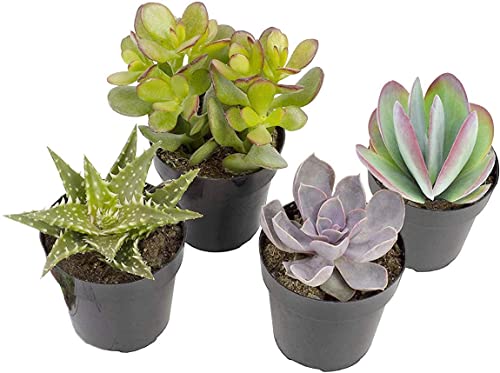 Plantas Suculentas DECOALIVE Set de 4 Unidades Variadas