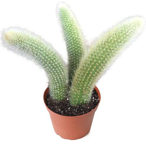 3 Heads Monkey Tail Cactus | Hildewintera colademononis, Live Cacti Plant Rooted in 4in Nursery Pot, Indoor Outdoor Office Home Décor