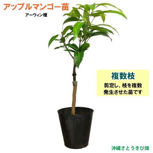Amazon.co.jp: 複数枝 アップルマンゴー 苗（アーウィン種）接木苗