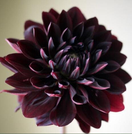 Etsynet Sale Rare Black with Red Dahlia Seeds Beautiful Perennial Flowers Seeds Dahlia Pinnata for DIY Home Garden - 10 seeds