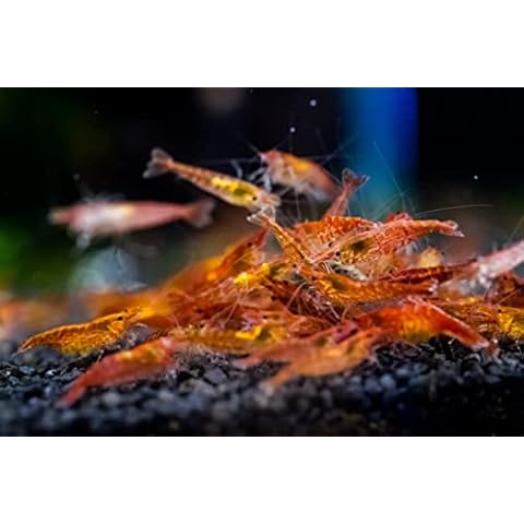 Forest Aquatics 10 x Red Cherry Shrimp Cover