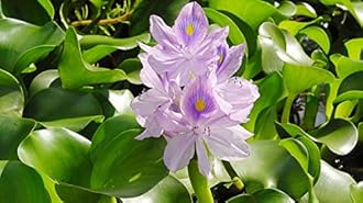 Gachwala Water Hyacinth (Eichhornia crassipes) | Floating Pond Plant | Pond Flower | Koi Pond Plants | Water Plants Live (Pack of 12)