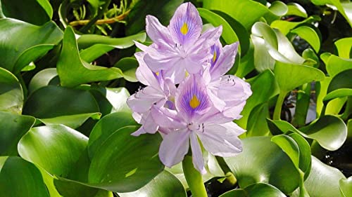 Gachwala Water Hyacinth (Eichhornia crassipes) | Floating Pond Plant | Pond Flower | Koi Pond Plants | Water Plants Live (Pack of 12)