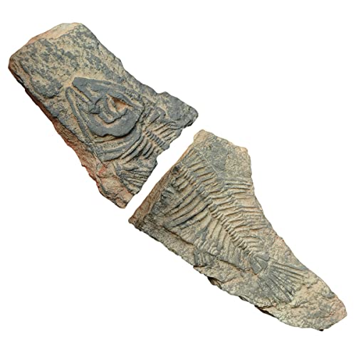 ΃V[Y①ɗpXebJ[̍JugVCmnIi (J)