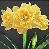 Bulbos de Amarilis Hippeastrum - Bulbo de Amaryllis Fácil de Cultivar, Ideal para Jardineros Principiantes-1bulbos-F