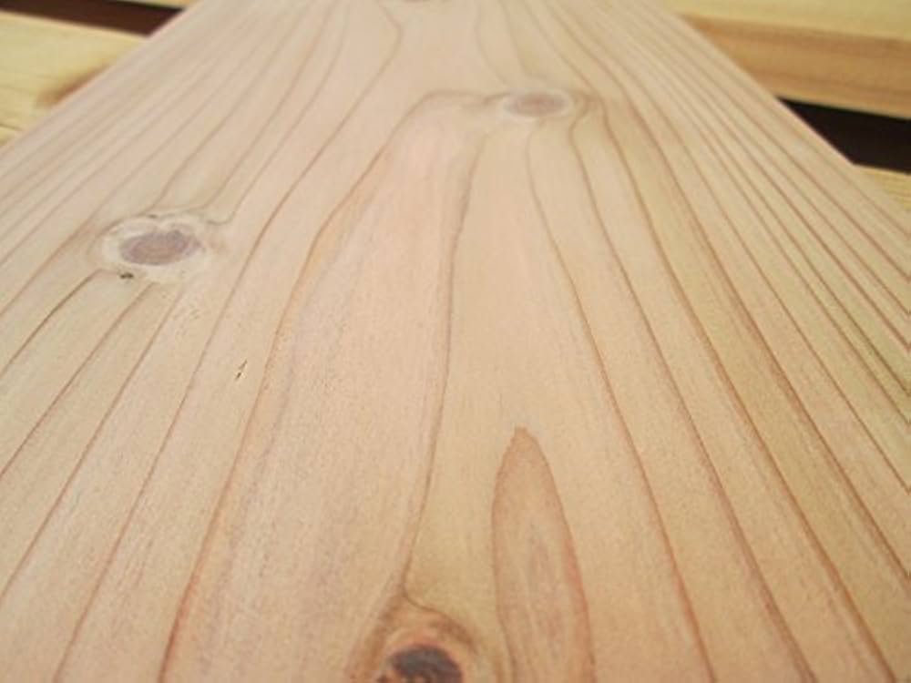 杉樹 阿岡昆公園發現一棵408歲鐵杉樹| 安省| 森林| 古樹| 大紀元