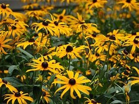 RUDBECKIA fulgida sullivantii Goldsturm Garden Ready 9cm Pot