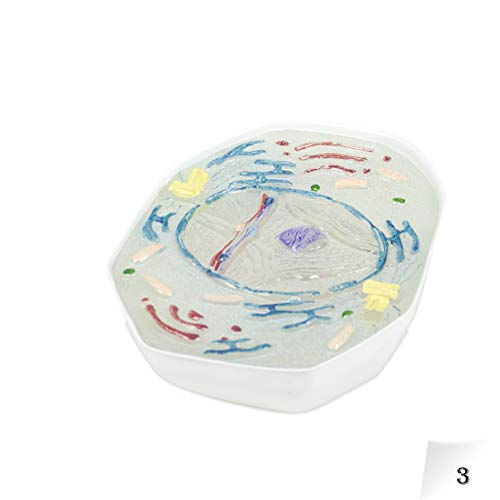 Image of Parco Scientific PB00136 Animal Meiosis 3D Model | 10 Stage Meiosis Demonstration | Biology Classroom Cell Division Display | Detailed Open Cell Organelles | Pieces Equipped with Stand | W Manual