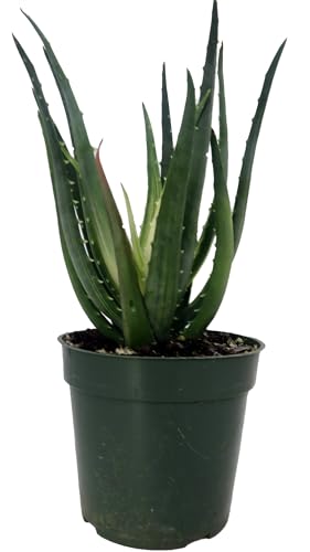 Solar Flare Aloe Plant - 4' Pot