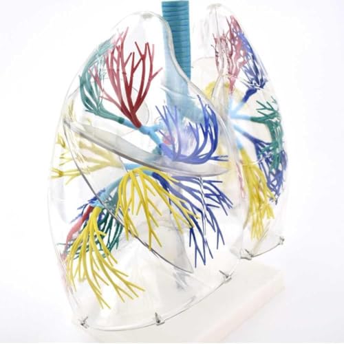 Modèle de poumon transparent 3D AMITD avec arbre bronchique et support - 5