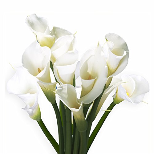 Globalrose 18 Fresh Open Cut White Calla Lilies - Fresh Flowers For Birthdays, Weddings Or Anniversary. #TOP5