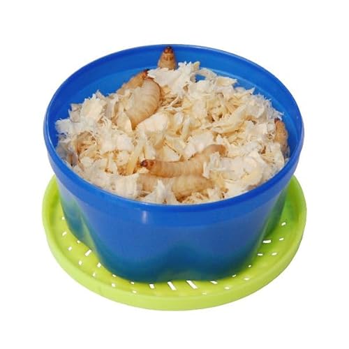 proinsects Bienenmaden | lebend | 40 Stück | Angelköder | Lebendköder