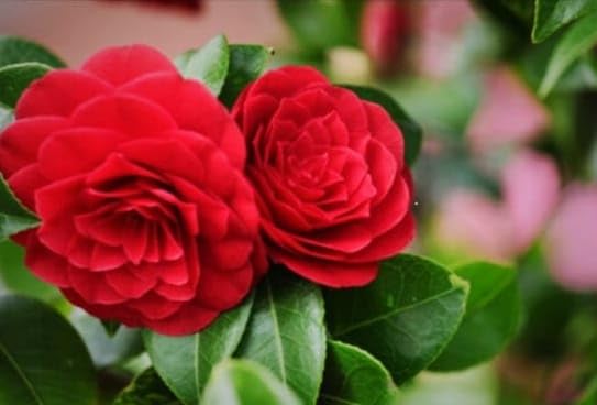 Image of HIDDEN ENTERPRISE Red Camellia Flower Live Plant | Healthy Original Camellia Japonica Tree | Beautiful Flowering Plant for Home Garden, Outdoor & Indoor Decoration | Without Pot