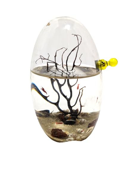 Glass Self Sustaining Shrimp Ecosphere Oval by Shrimpscity