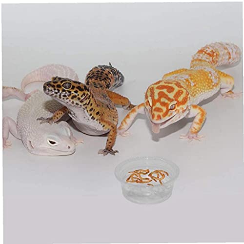 fregthf 100 Reptiel Transparante Ronde Dozenreptiel Feeder Kommen Gecko Transparante Feeder Kommen Reptielen Voeding… - Afbeelding 3