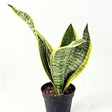 Sanseveria Laurentii Live Plant | Snake Plant Mother in Laws Tongue | House Plants for Beginner | Houseplants for Indoor Air Purifying Gifts (Heat Pack Included)