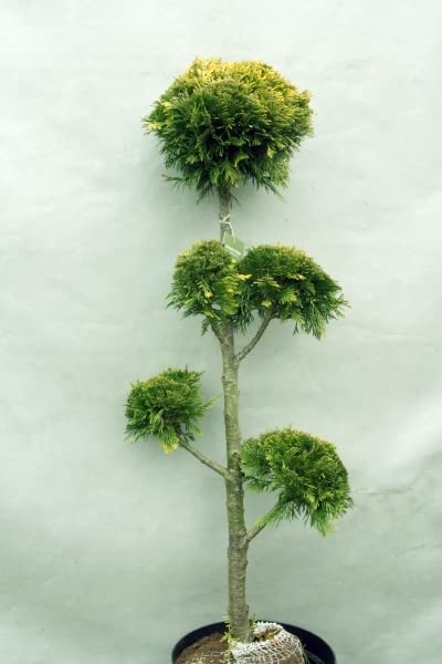 Chameazyparis Ponpon, Scheinzypresse Hochstamm Multikugel Bonsai