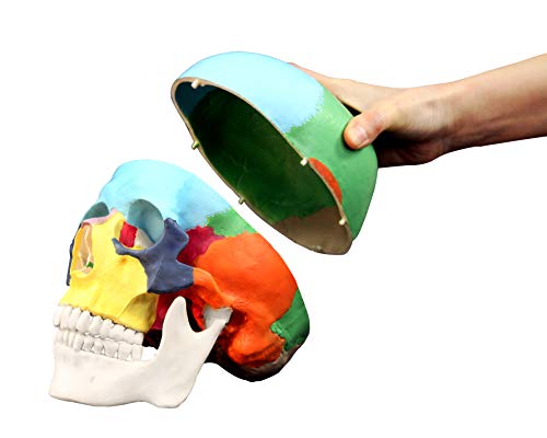 Image of VAL218 Colored Human Skull | 3parts, Life-Size | Contrasting Colors to Distinguish Various Bony Plates | Sectioned Skull Cap, Joints, Fissures and Processes | W Manual