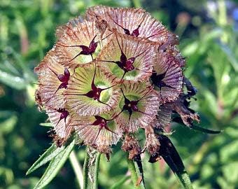 Elwyn - Juego de 55 piezas con diseño de flor de estrella