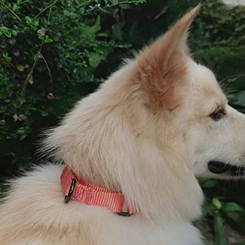 Nylon Adjustable Martingale Dog Collars,Comfort and Silky Training Dog Collar with Heavy Duty Metal Hardware for Active Dogs. (Living Coral, Small) Nylon Adjustable Martingale Dog Collars,Comfort and Silky Training Dog Collar with Heavy Duty Metal Hardware for Active Dogs. (Living Coral, Small)