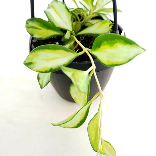 観葉植物 斑 ホヤ」の人気商品一覧 | 安い商品を通販サイトから探す