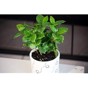 Bloom Green Co. 50 pezzi Mul-colore Ficus Lyrata Bonsai, piante in vaso Balcone Banyan tree seed Foglia Bonsai Garden, anti-radiazioni, purificare l’aria: 20 pz