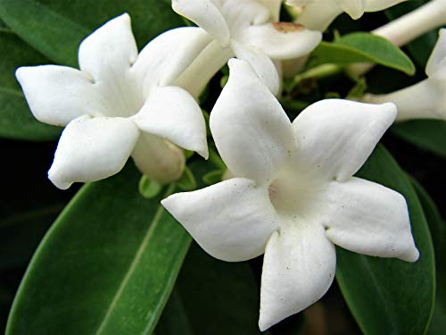 100+ Jasmine Jasminum Seeds Shrubs Vines Plants Rare Beautiful Vine Home Garden #TOP3