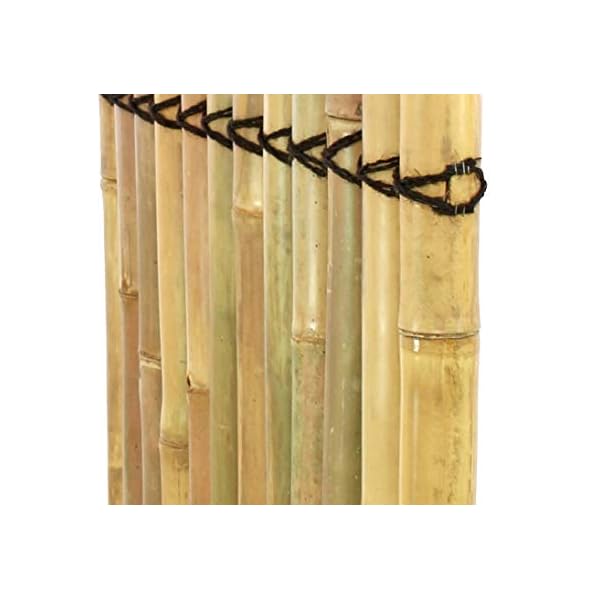Sichtschutzzaun Bambuszaun Apas5 gelblich mit 180 x 90cm - Bambus Sichtschutzwand aus dicken Bambusrohren 1,8m x 0,9m… – Bild 7