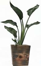 Amazon.co.jp: ストレチア レギネ