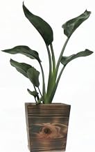 Wooden 4-inch Pot Straier Legging