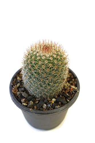 Florima Mammillaria Spinosissima 'Rubra' Cactus Plant, (Red-Headed Irishman Cactus) A Popular Cultivar Of The Spiny Pincushion Cactus Plant-picture-25