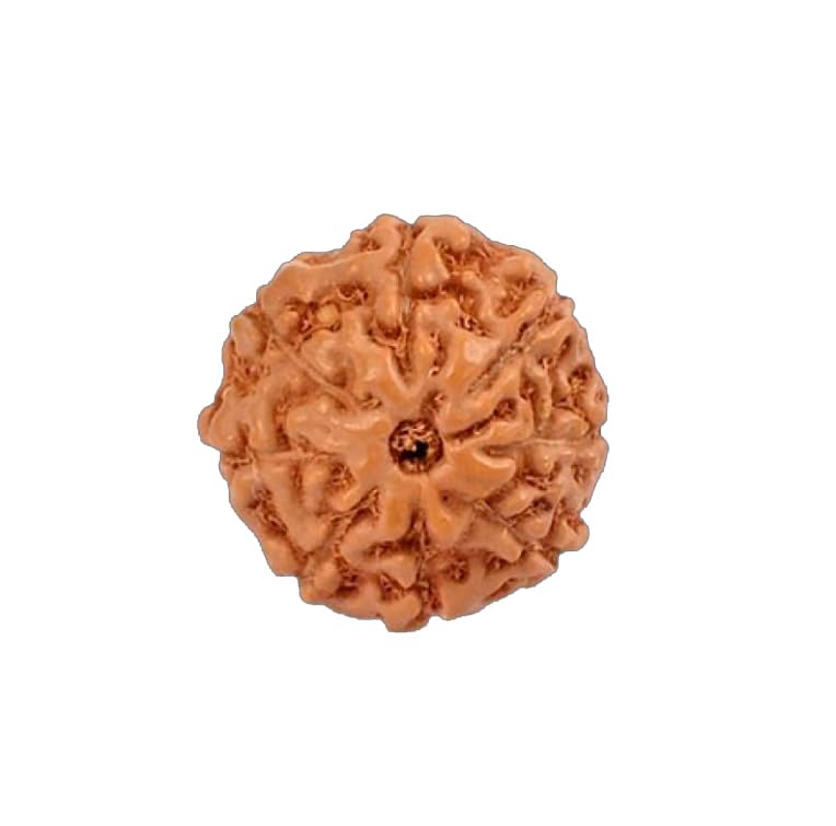 Image of Vado Certified 8 Mukhi Jawa Rudraksha with Authentic Lab Certificate Natural Indonesian Beads (8 Mukhi)