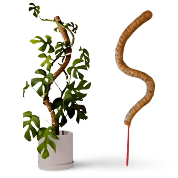 Image of Garden Art Premium 24 inch Moss Coir Pole | Stackable & Bendable Plant Support Stick for Monstera, Money Plant & Climbers | Strong Indoor Outdoor Plant Extension to Grow Upwards GABCP-60 (Pack of 1)