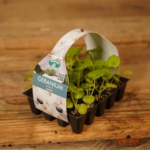 Plug Plants Geranium White - 20 Plants Per Tray - Ready to Grow On Bedding Plugs - Summer Flowering Ideal for Containers, Patio Pots and Beds or Borders - 1 Pack