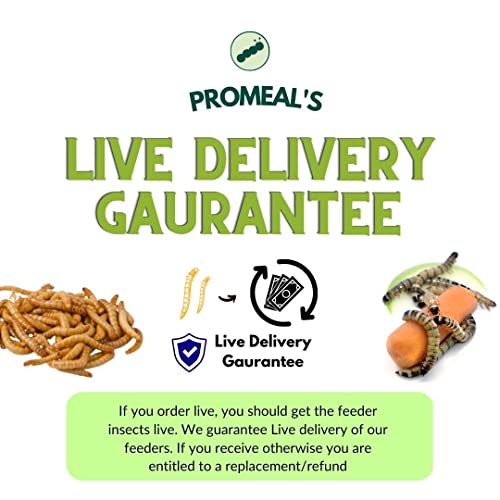 Promeal Live Lobster Roaches - High Protein Treat Food for Aquarium Fishes Like Arowana, Flowerhorn and Birds, Reptiles, Monkeys and Other Pets of All Life Stages (25 Lobsters)