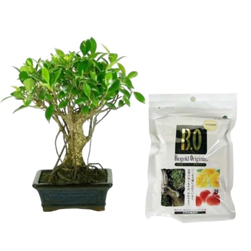 Verdecora Bonsái Ficus 5 años | En maceta de cerámica 15x10x5cm + Biogold 900gr | Ficus retusa | Planta Natural de Interior | Follaje Compacto y Elegante | Ideal para Decoración Zen y Regalo