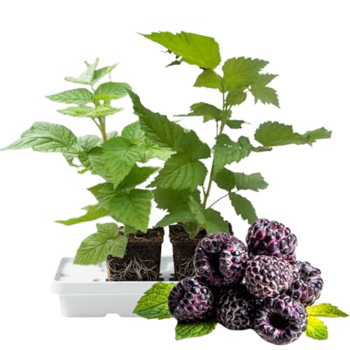 Set 2 Glencoe Thornless Raspberry Plants Live, Raspberry Trees Live Plants, Raspberry Seedlings...