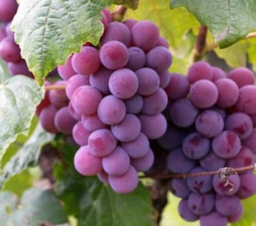 Muda de Uva Niágara Rosada Enxertada Linda Produção Precoce