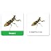 Learning Resources Kindergarten Vocabulary Photo Cards