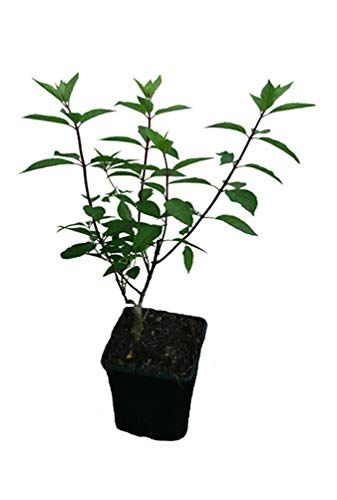 5 x Rispenhortensie Pflanzen SET verschiedene Hortensien Neuheiten