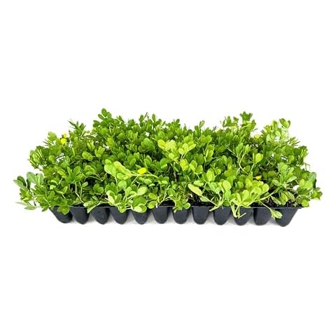 Ornamental Peanut Grass | 60 Live Fully Rooted Plants | Arachis Glabrata | Low Maintenance Drought Tolerant Groundcover Cover
